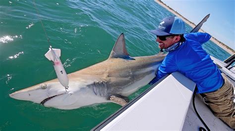 Khám phá 92 shark fi mới nhất Tin học Đông Hòa