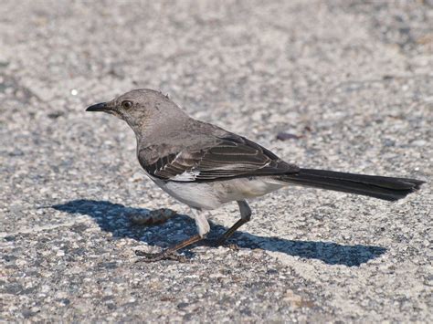 Northern Mockingbird By The Eastern Promenade Boat Launch Flickr