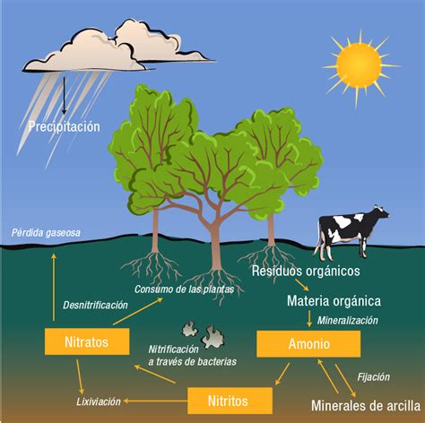 Ciclo del nitrógeno Ciclo del nitrógeno