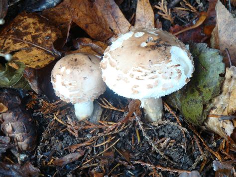 Pacific Nw Mushrooms Mushroom Hunting And Identification
