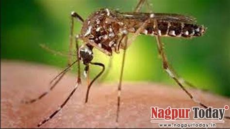 Mosquito Buzz Dreaded Dengue Grips Nagpur With Rise In Cases