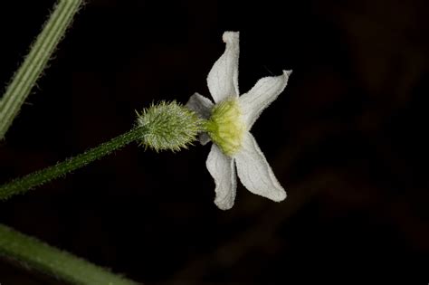 Plant Of The Month Wild Cucumber