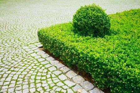 Spacing i live in zone 4.right off lake superior and i love boxwood and have had bushes that have done great over 16 yrs.so.i bought the green tower and hoped for the best and so far, so good. Japanese Boxwoods vs. Common Boxwoods | DoItYourself.com