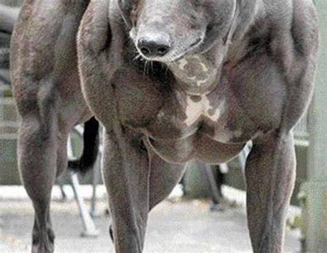 Chinese Scientists Again Now Its Genetically Modified Dogs