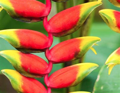 Amazon Rainforest Plants Congo Rainforest Heliconia Flower Jungle