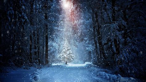 X Forest Winter Snow P Hd K Wallpapers Images Backgrounds Photos And Pictures