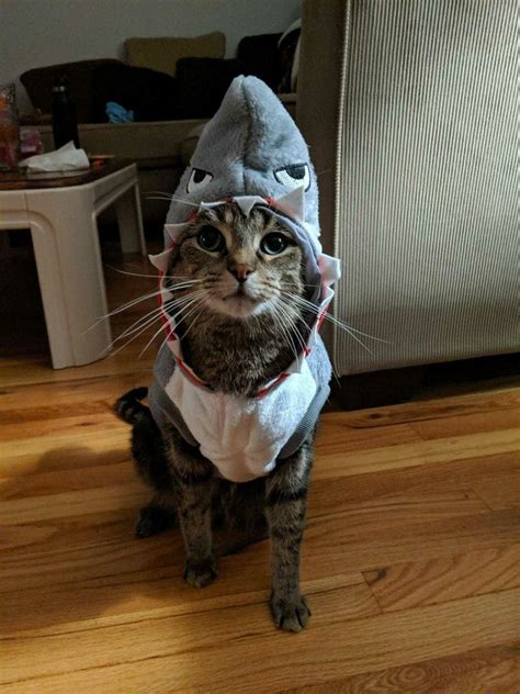 Shark Halloween Costume Shark Costumes Diy Dog Costumes Cute Cats
