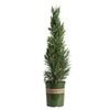 What sets them apart is their width. Monrovia Skyrocket Juniper Screening Shrub in Pot (With ...