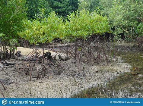 Mangrove Trees With Prop Root And Aerial Roots Pneumatophore Pencil Root Mangrove Forest
