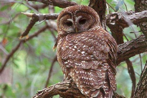 Spotted Owl Facts Identification Size Habitat And More