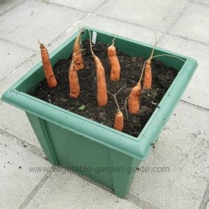 Plants will tolerate late shade. Growing Carrots In Plant Containers Makes For Easy Cultivation