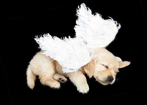 Can Dogs Be Our Guardian Angels In Disguise Dog Angel Dogs