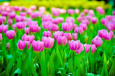 Colorful Tulips Flowers Plants Wallpapers Hd Desktop And Mobile
