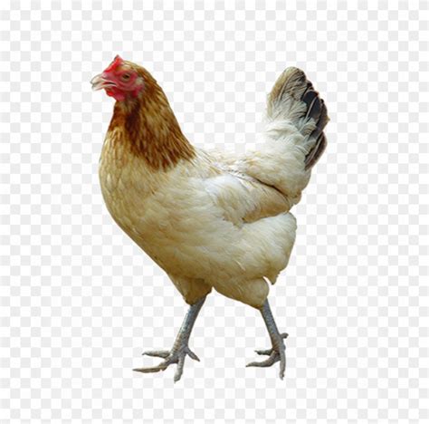 White Chicken Png Image Background Transparent Background Chickens