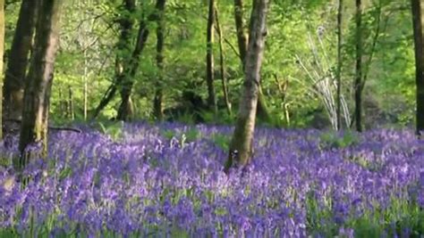 19 Places To See Beautiful Bluebells In Wales This Spring Wales Online