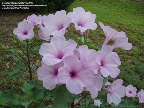 Apr 01, 2021 · they will grow in the worst soils, springing up into tall, frilly plants with flowers ranging from pastel to neon colors. Pink Morning Glory Bush Bloosoms and Seed Pods on a four ...