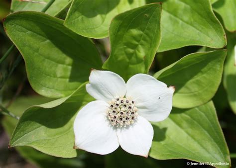 Bunchberry - Cooperative Extension: Maine Wild Blueberries - University ...