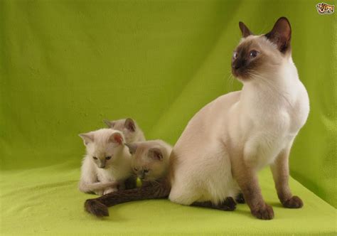 Is The Tonkinese Cat More Affectionate Than The Siamese