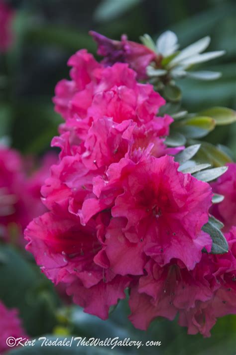 Penstemons are among the most delightfully friendly plants of the spring garden; Southern California Flower Garden - Excerpts From a Photo ...