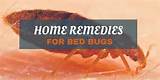 Bed Bug Control Home Remedy Pictures