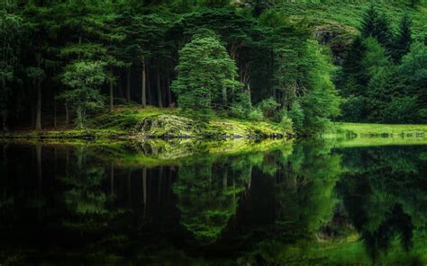 Tapety Drzewa Krajobraz Jezioro Woda Natura Odbicie Trawa