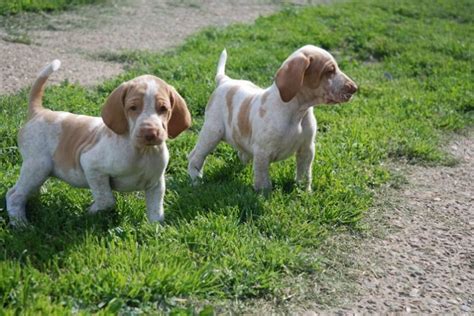 Bracco Italiano Dog Breed Information