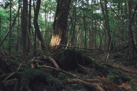 Beyond Death And Pain The Truth About Japans Suicide Forest Gaijinpot