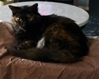 Any pet up for adoption has been. Fort Worth, TX - Maine Coon. Meet Starr a Cat for Adoption.
