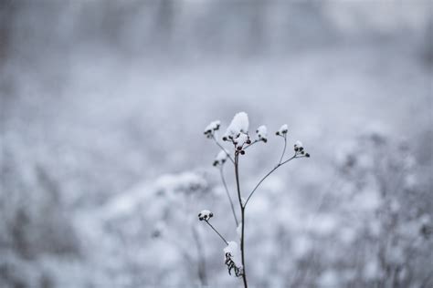 Winter Flowers Under The Snow