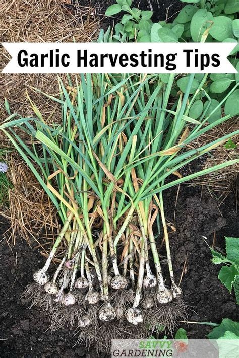 When To Harvest Garlic And Garic Scapes And Store It For The Winter