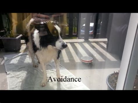 Dog Body Language Learning Languages Dog Behavior Learn To Read