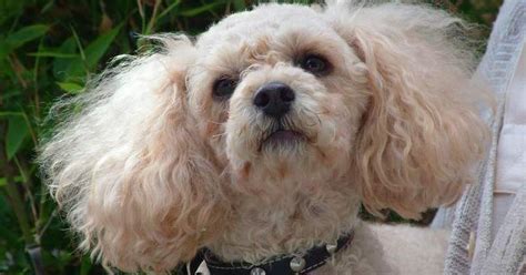 Kids don't want toys anymore. Fudge, a five year old male Toy Poodle who suffers from a mild form of epilepsy. | Pete the Vet