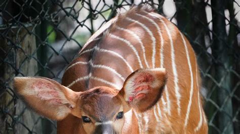 Photos A Bunch Of Cincinnatis Zoo Babies Looking Unbelievably Cute