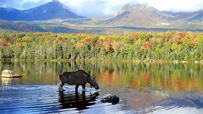 Moose Wallpapers Alaska Nature Desktop Canadian National