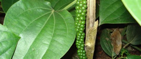 It's a fingerprinting machine.⁶ i haven't been. Where Does Pepper Come From? | The Tree Center™