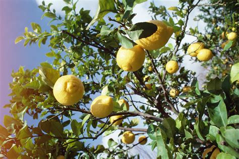 Fruit tree spray plus application instructions: Homemade Lemon Tree Fungal & Pest Spray | Home Guides | SF ...