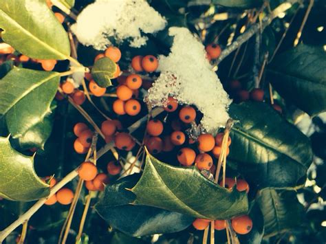 Birds love English Holly berries | Holly berries, Berries, Red peppercorn