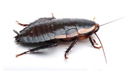 Northern states pest and weed control services most of north idaho and eastern washington. Cockroach Control - Northern States Pest and Weed Control