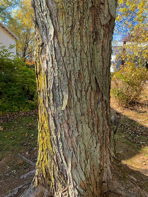 State Tree Of Connecticut The Legendary Charter Oak By C L Beard