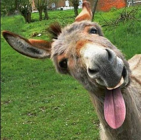 Looks Like A Peanut Butter Eating Donkey To Me For The Love Of Donkeys