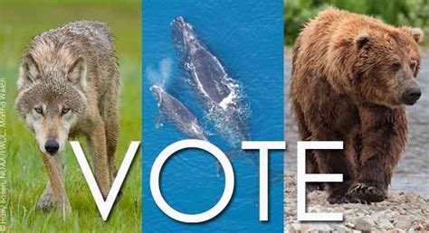 Election Day Impacts The Wildlife You Love Defenders Of Wildlife