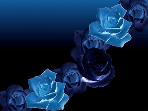 Blue Roses Background Wallpapersafari Com