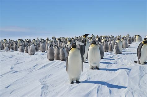 Emperor Penguins Video