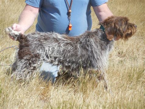 Find wirehaired pointing griffon puppies and breeders in your area and helpful wirehaired pointing griffon information. Shock Kennels - Wirehaired Pointing Griffon Litters