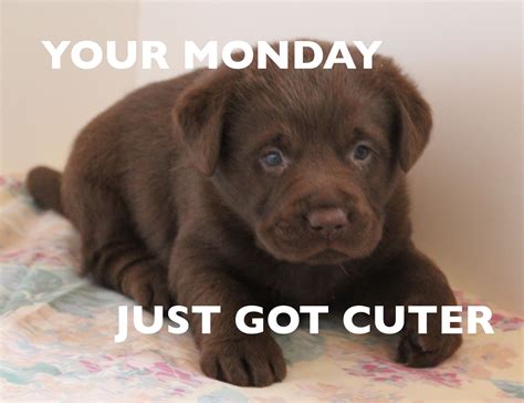Happy Monday Puppies