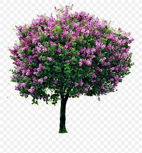 But upon searching that term on the interwebs, i apparently made that up. Shrub Lilac Tree Pruning Garden, PNG, 736x888px, Shrub ...