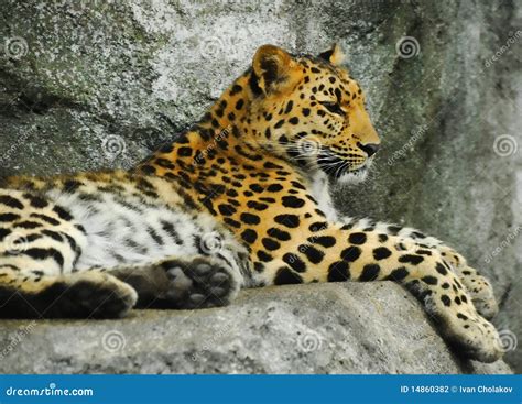 Jaguar Resting Stock Photo Image Of Lying Animal Habitat 14860382