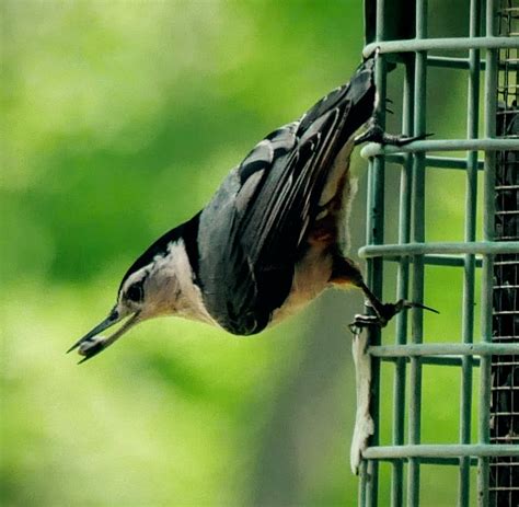 Hungry Bird Shutterbug