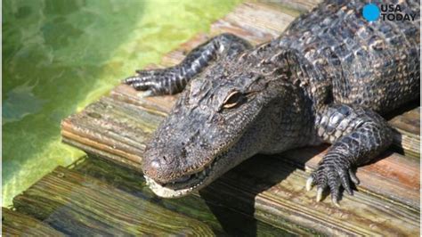 Monster Alligator Caught In Florida