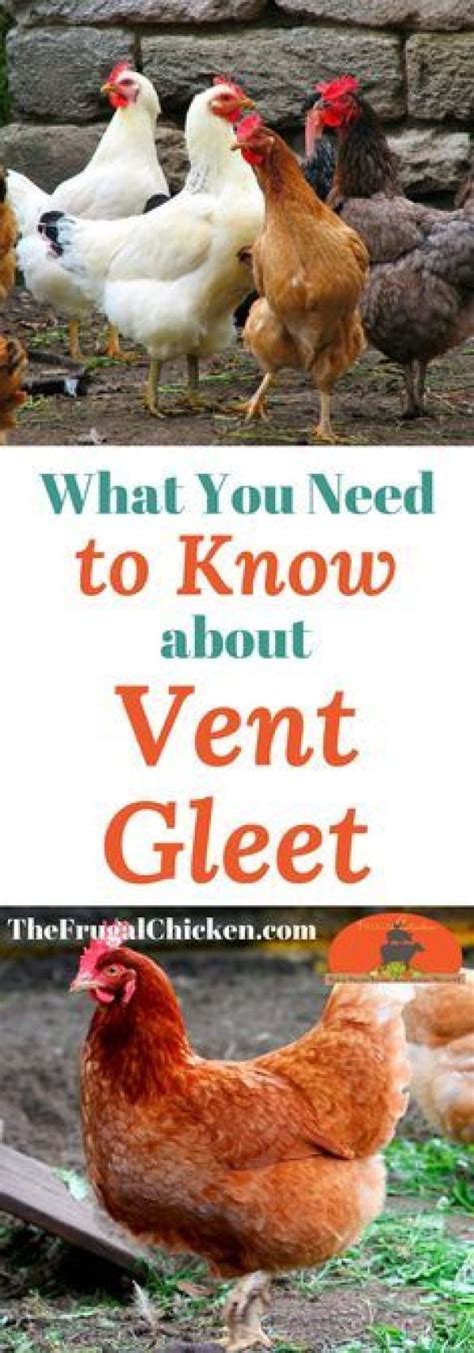 Vent Gleet Is A Stinking Disgusting Infection And You Have To Help Your Backyard Chickens If It